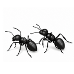 Ants
