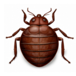 Bed bugs