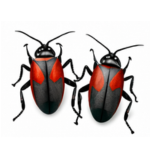 boxelder beetle with red and black wings