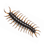 centipede