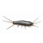 silverfish