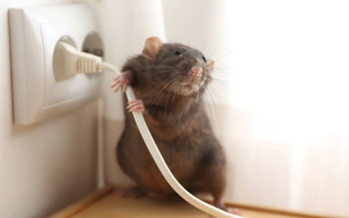 Mouse pulling on an electrical plug